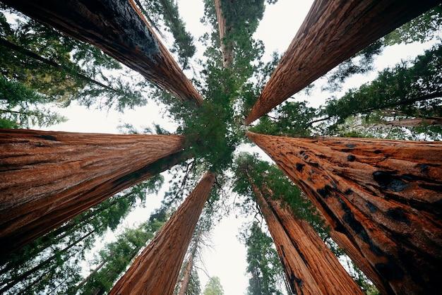 Visit Muir Woods for a Day Trip