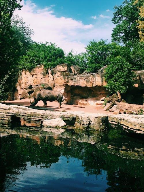 rhino zoo