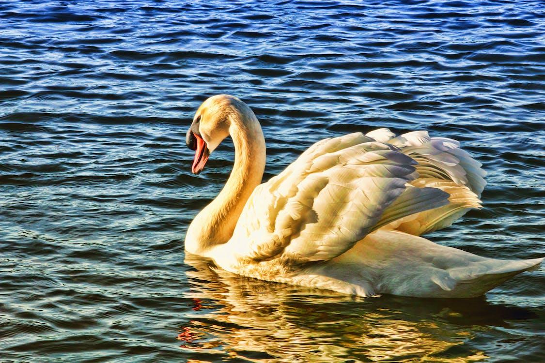 Swan On Body Of Water