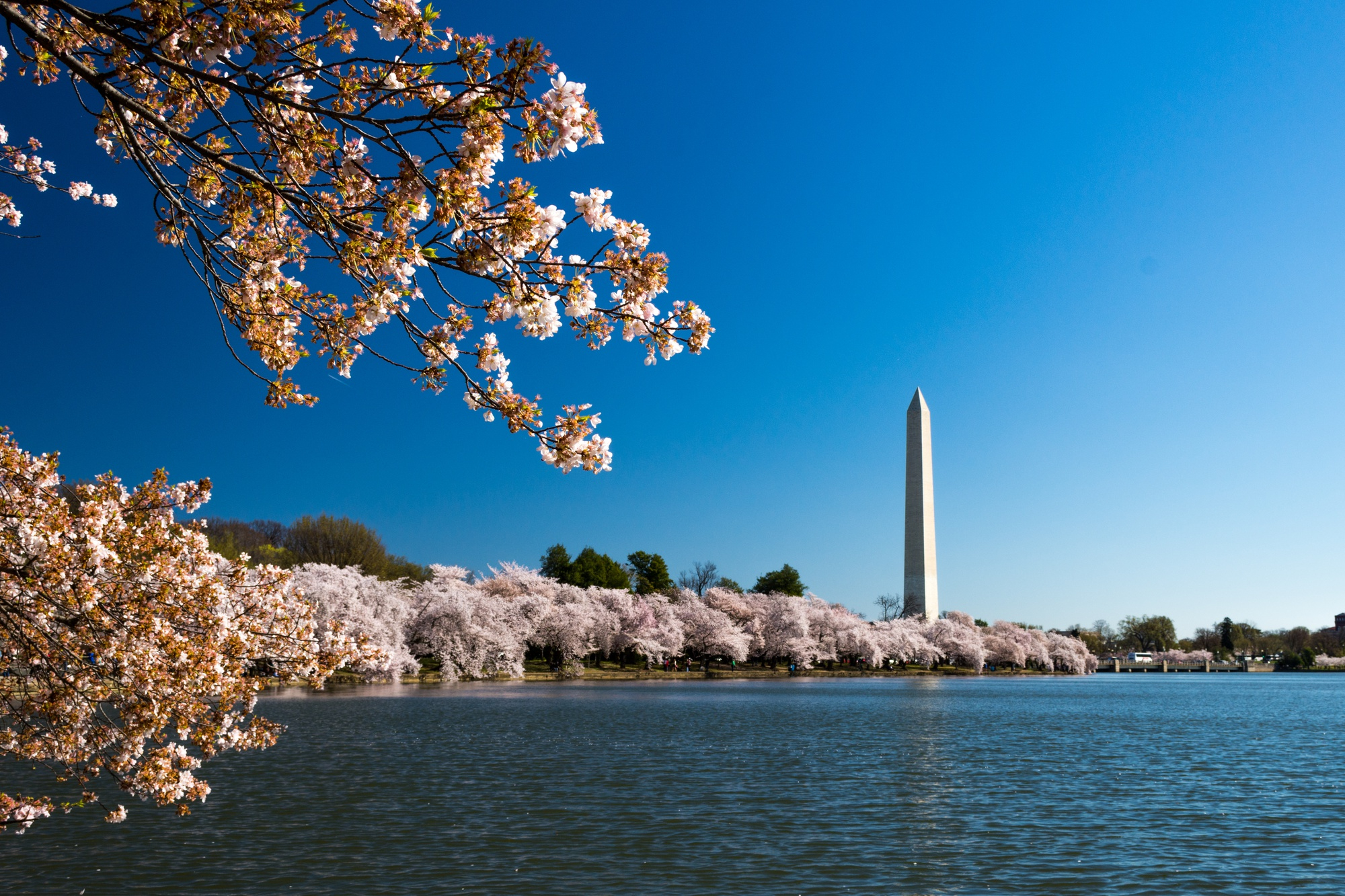 national-mall-surrounded-by-cherry-blossoms-lake-sunlight-washington-dc