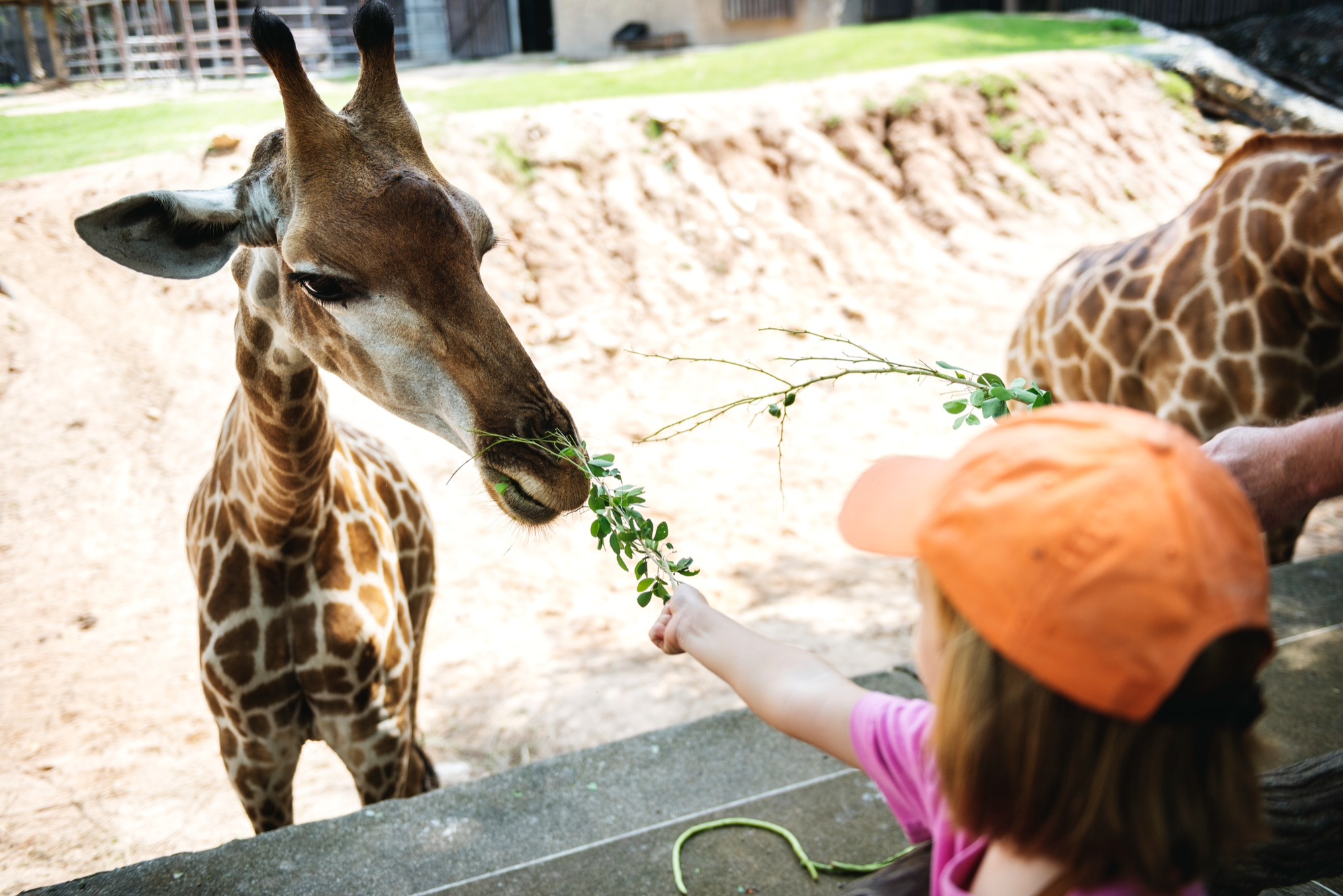 young-caucasian-girl-feeding-giraffe-zoo