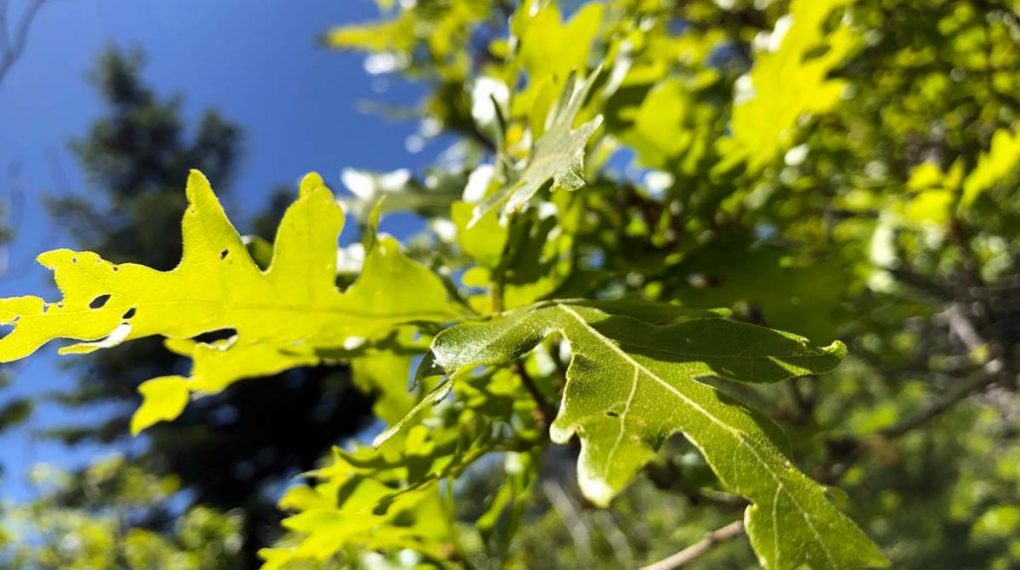 Sandia-Mountain-Oak